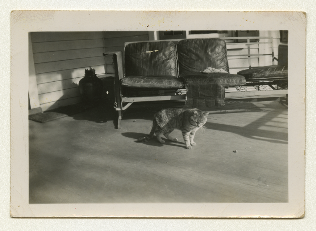 A black and white photo of Anne Wilson's family cat on their porch.