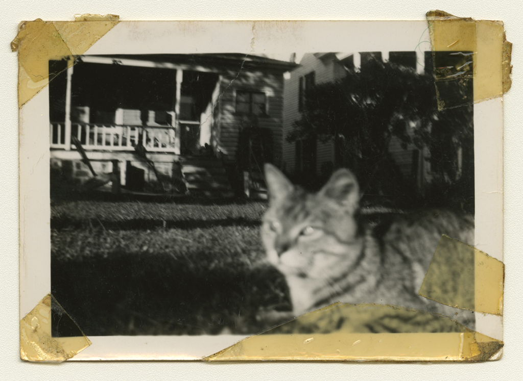 A black and white photo of Anne Wilson's family cat in their grass.