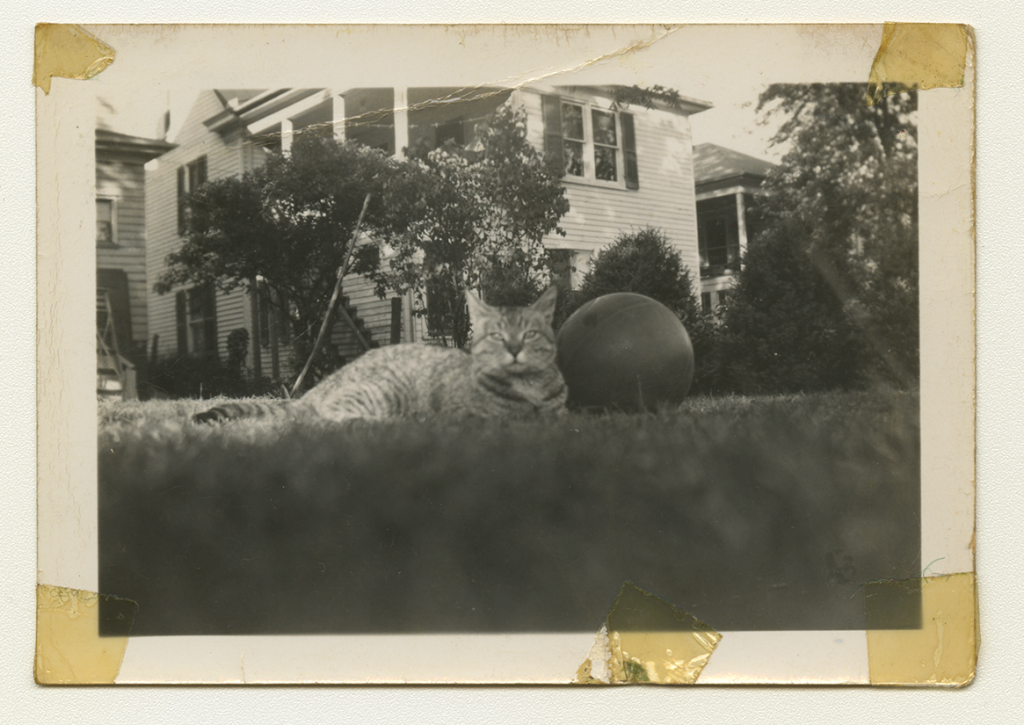 A black and white photo of Anne Wilson's family cat in their grass next to a ball.